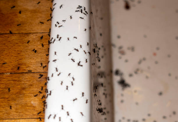 Best Wasp Removal Services  in Soperton, GA