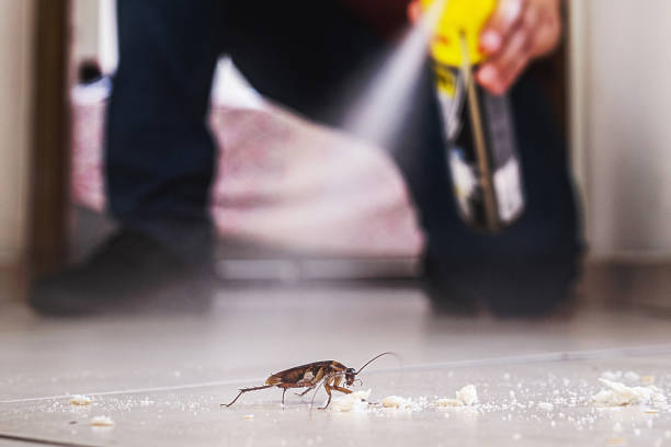 Best Flea Control Services  in Soperton, GA
